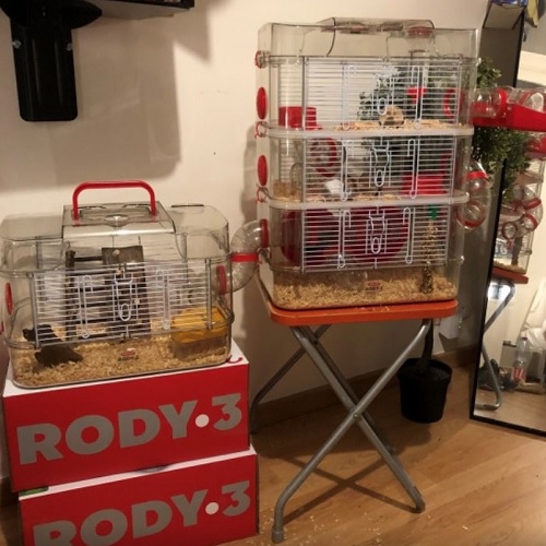rody 3 cage